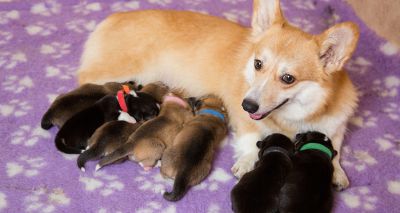 A quarter of puppies rehomed before recommended age